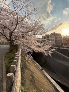 花見1-225x300.jpg