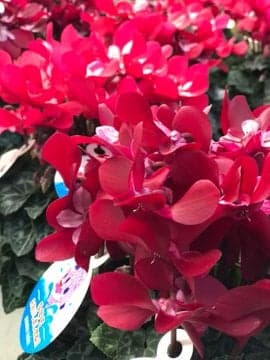 o0270036014849341293