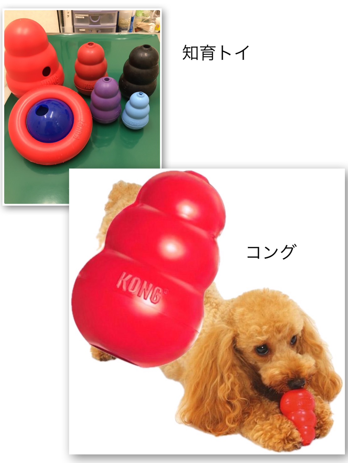 コング　知育トイ.jpg