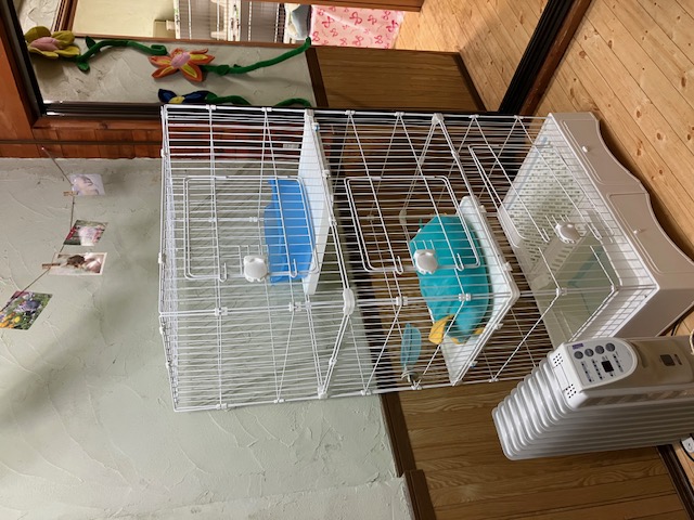 ネコ3段中から