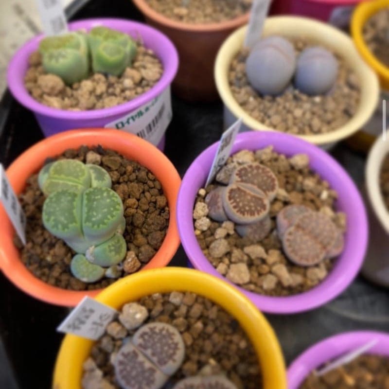 o1080108015285213622 (1).jpg