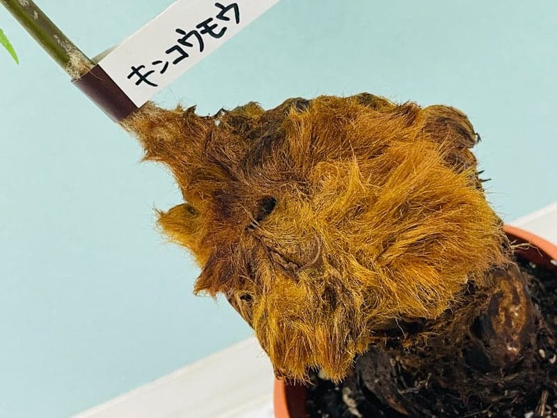 o1080081015328500323 (1).jpg