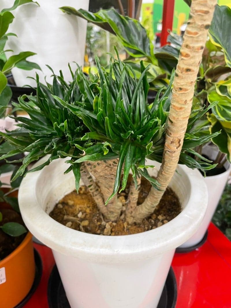 o1080144115275361776 (1).jpg