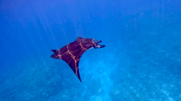 260722 manta.png
