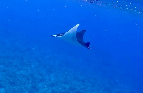 261003　manta.png