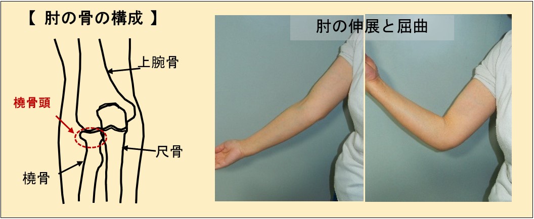 肘の骨の構造.jpg