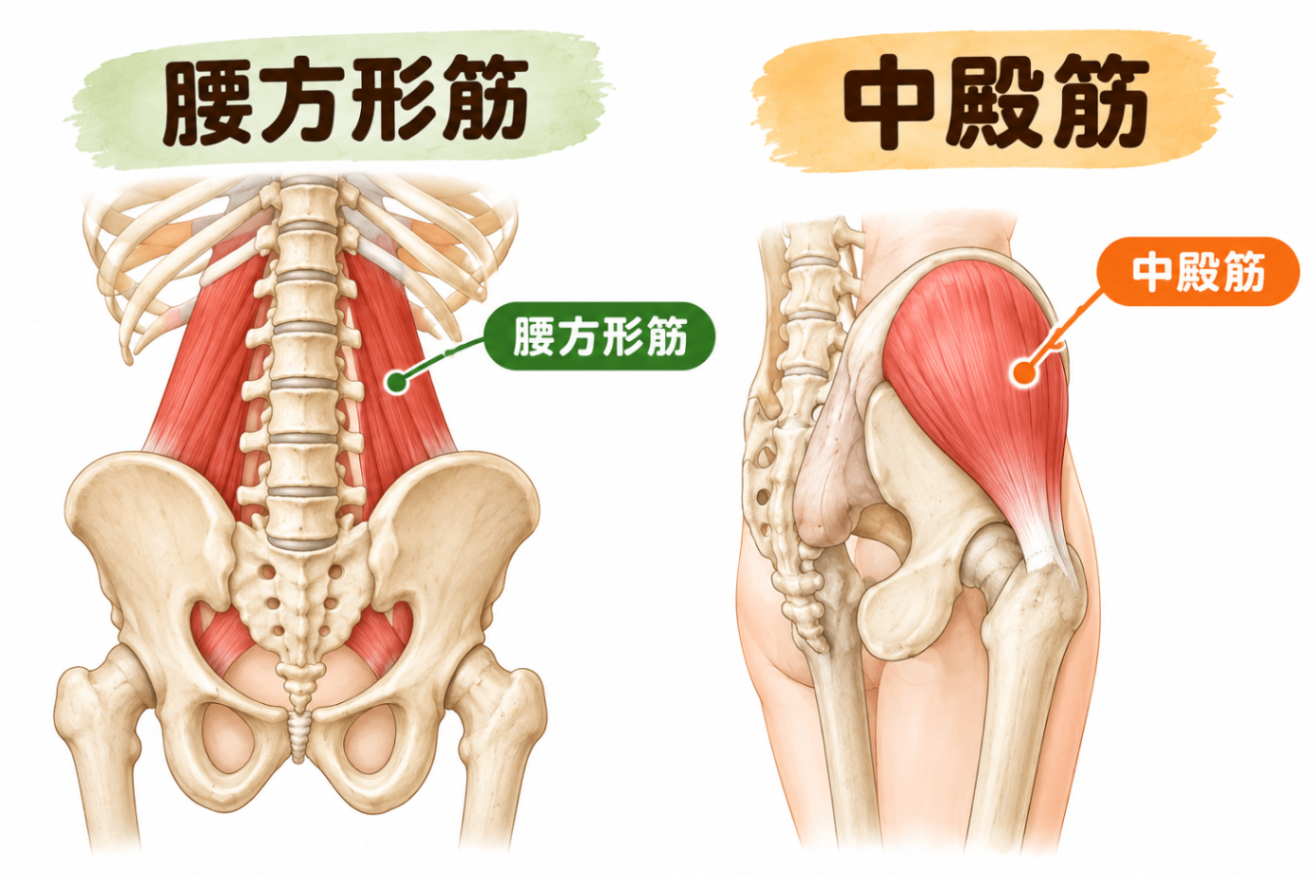 腰方形筋と中殿筋の解剖図.png