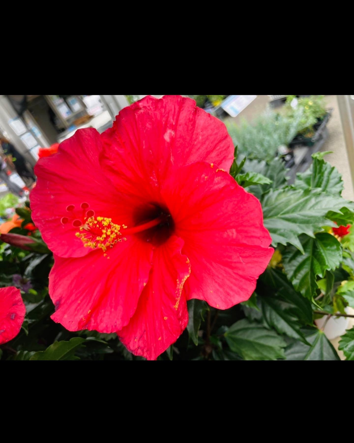 838b0b49c6781f2256bf6a10b9b8785f149a7dbb