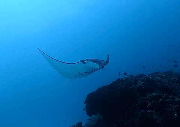 261027 manta.png