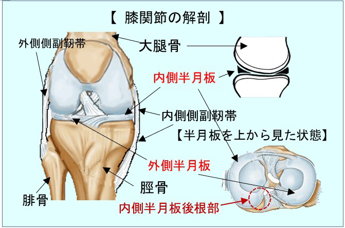 膝・解剖図.jpg