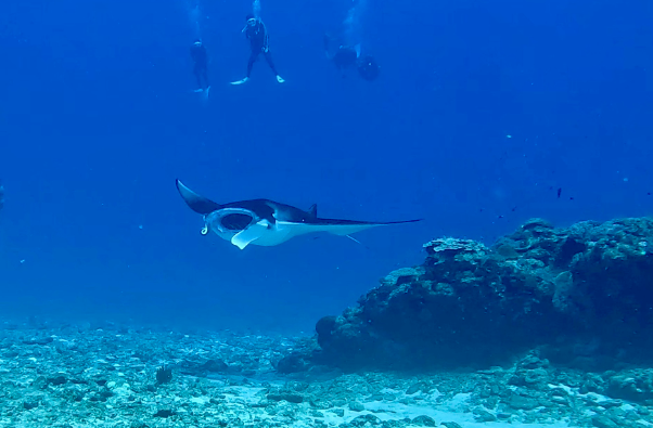 260918 manta.png