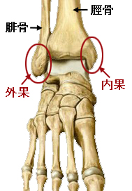 足関節の骨格・名称入り.jpg