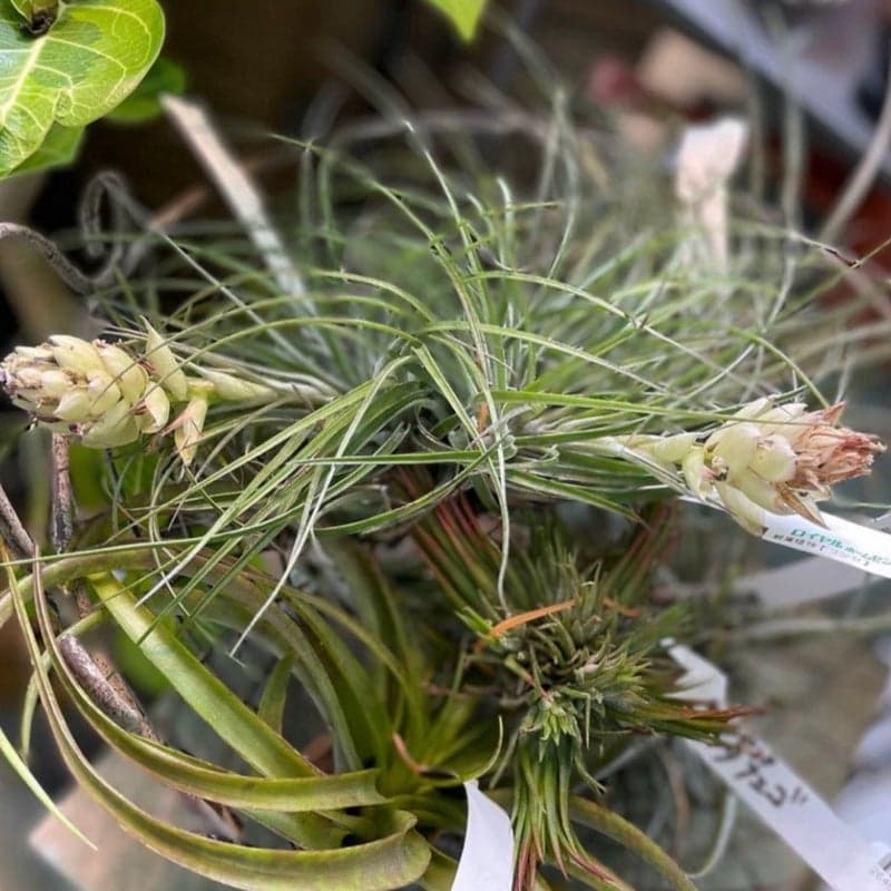 o1080108015385463763 (1).jpg