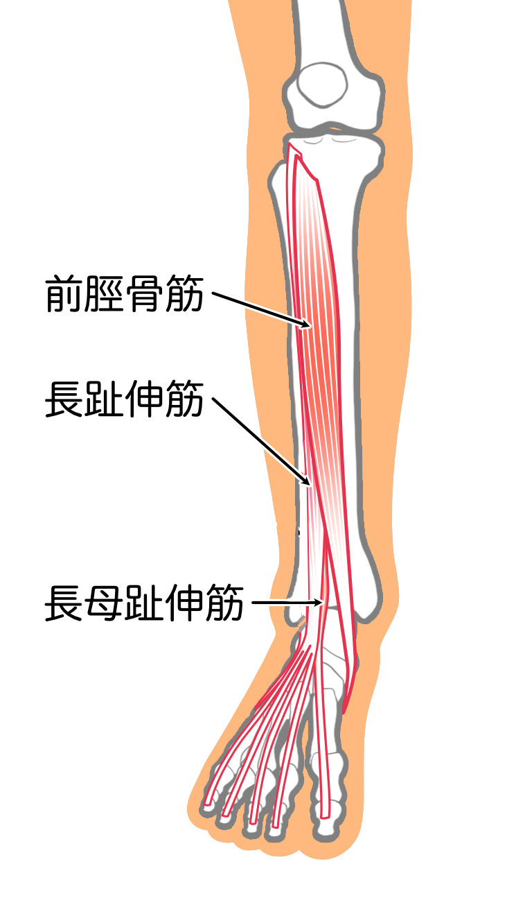 前脛骨筋.jpg