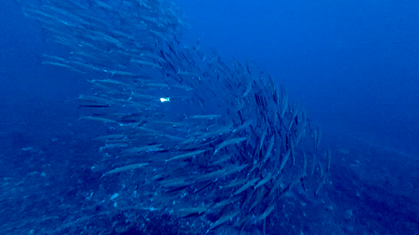 261020　baracuda.png