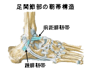 足関節の靭帯２.jpg