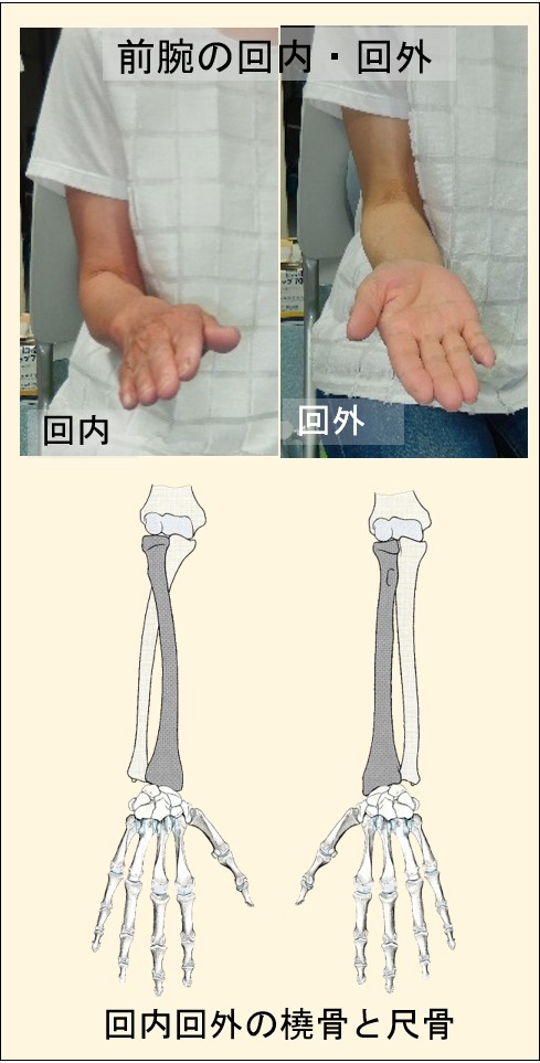 前腕の回内・回外.jpg