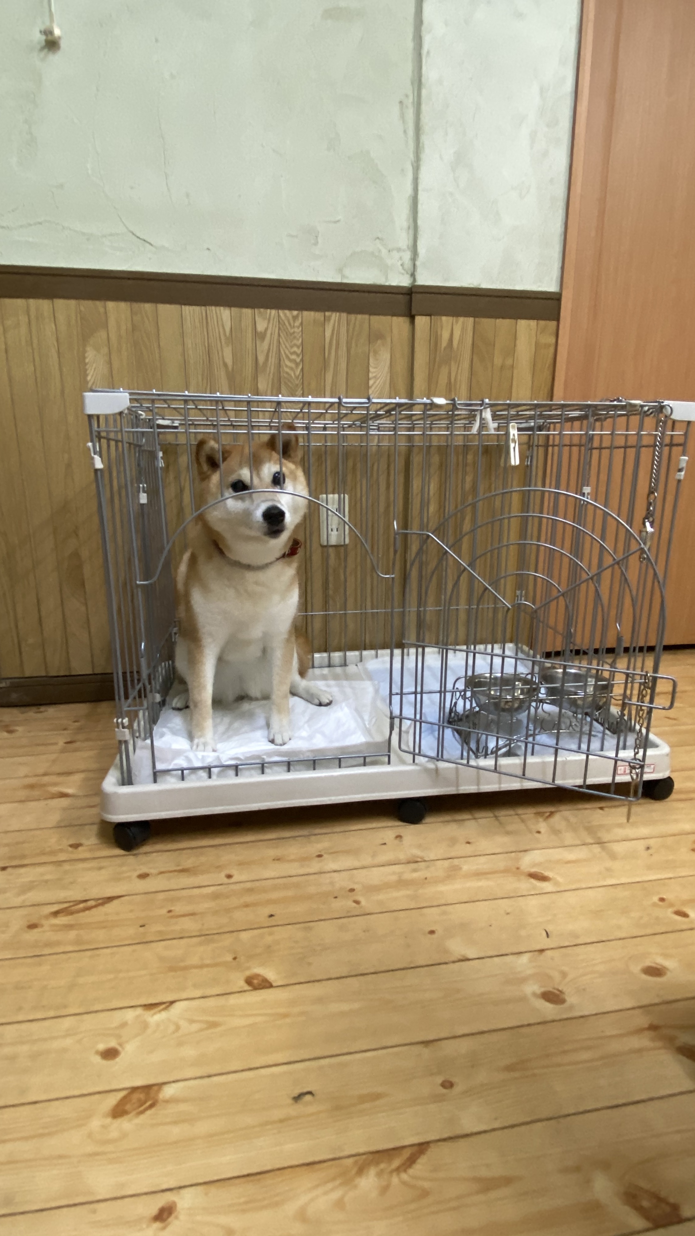 ちゅがた.jpeg
