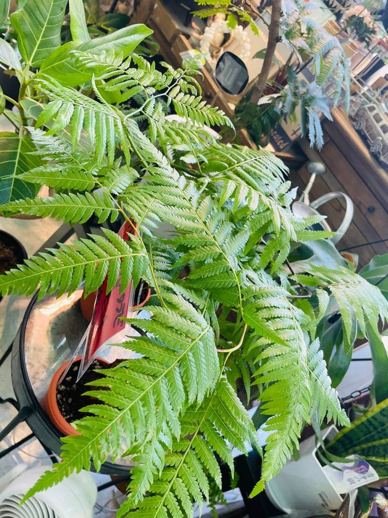 o1080081015328500323 (1).jpg