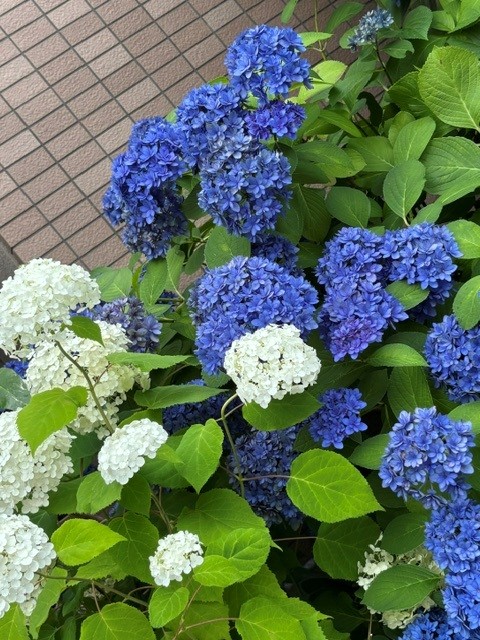あじさい4