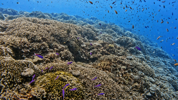 260822 coral.png