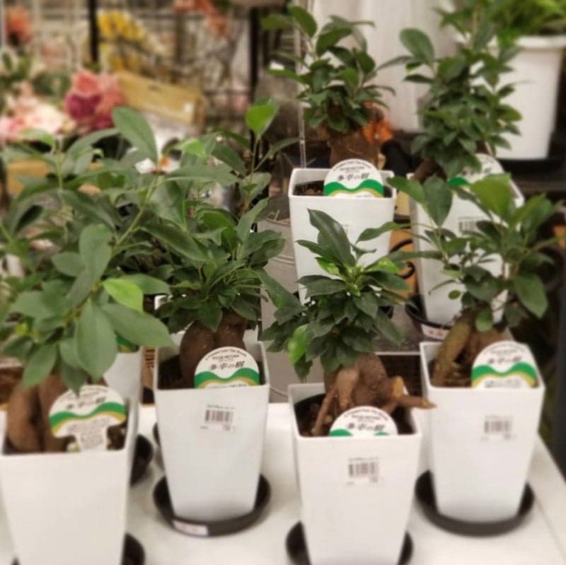 o1080107815285123923 (1).jpg