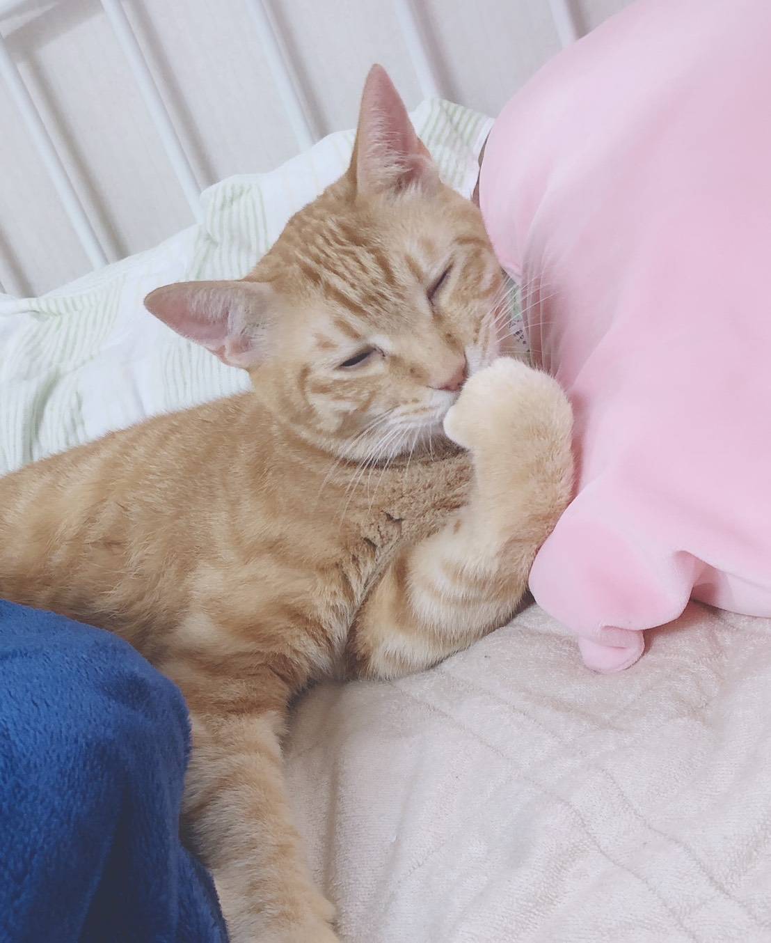 neko 5.jpeg