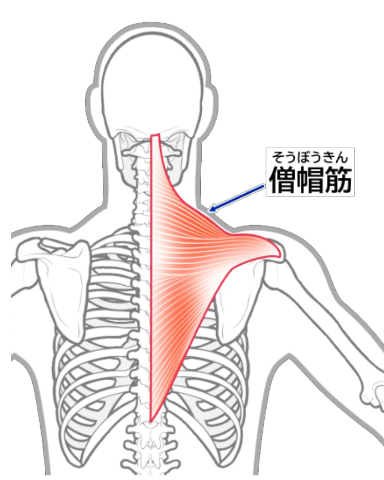 僧帽筋.jpg